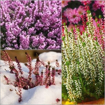 Fleurir son balcon en hiver : 15 plantes qui amènent la vie