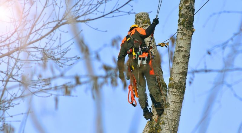 Combien coûte l'élagage d'un arbre ? Les prix moyens en 2024