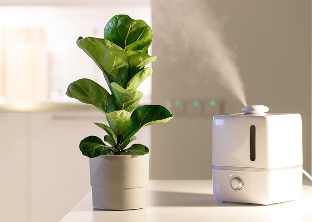 Les avantages insoupçonnés d'un humidificateur d'air pour vos plantes d' intérieur