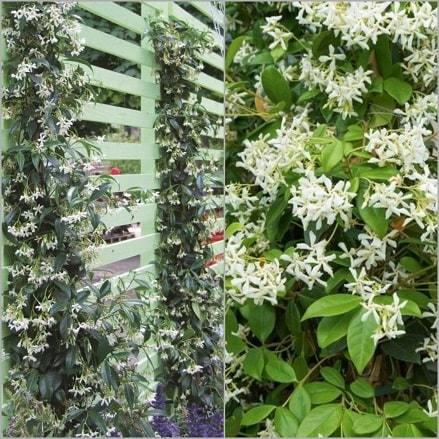 Fleurir son balcon en hiver : 15 plantes qui amènent la vie|  MesDépanneurs.fr