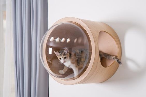 7 Parcours Acrobatiques A Creer Pour Votre Chat D Appartement Mesdepanneurs Fr