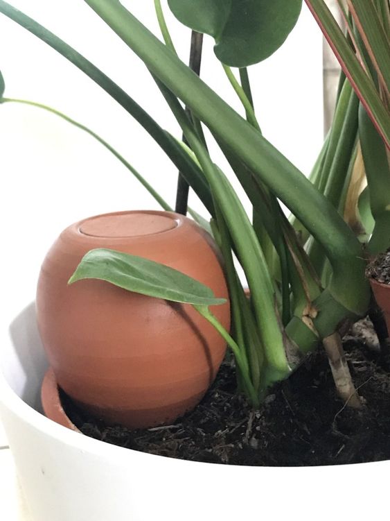 Arroser ses plantes d'intérieur : 6 erreurs à ne pas faire