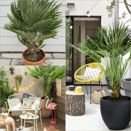 Quelles plantes en pot pour égayer la terrasse en hiver