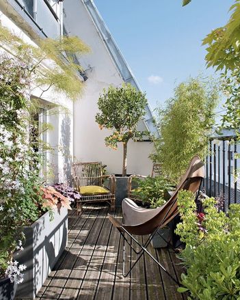 Quelles plantes choisir pour cacher son balcon de la vue des voisins -  Plantes qui cachent le balcon 