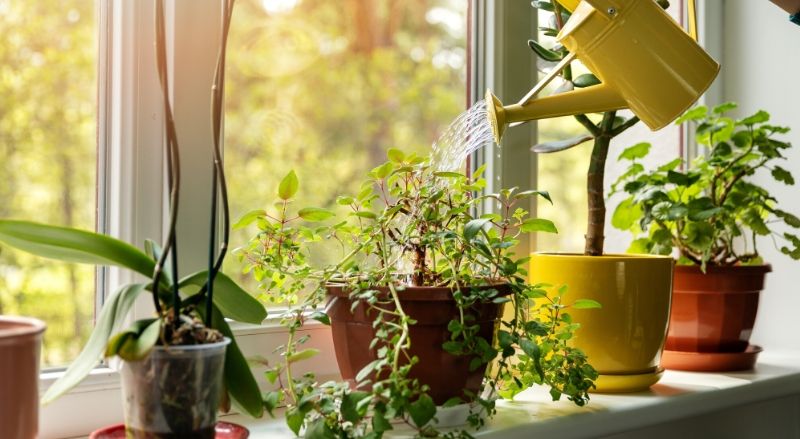 plantas en la ventana