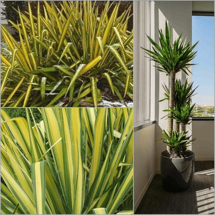 Protégez les plantes de son balcon en hiver – JUMBO