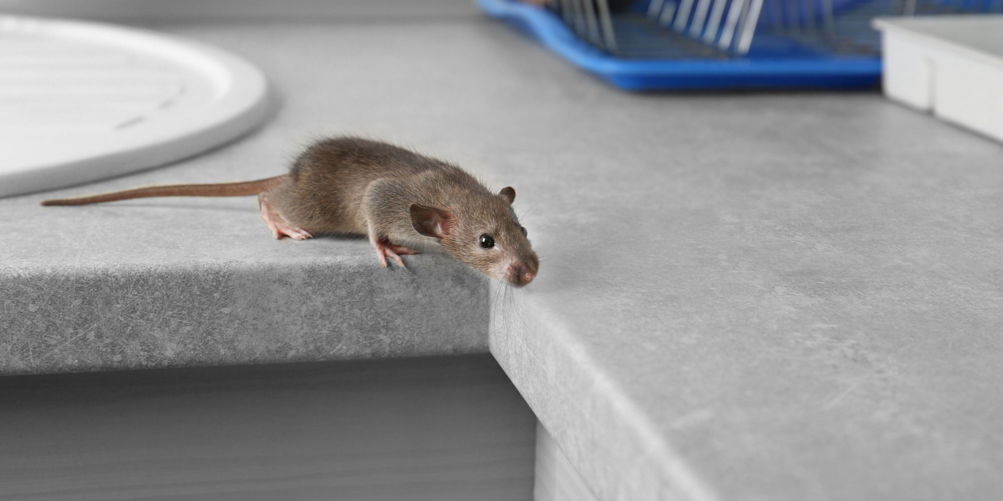 Comment se débarrasser d'une souris dans une maison ?