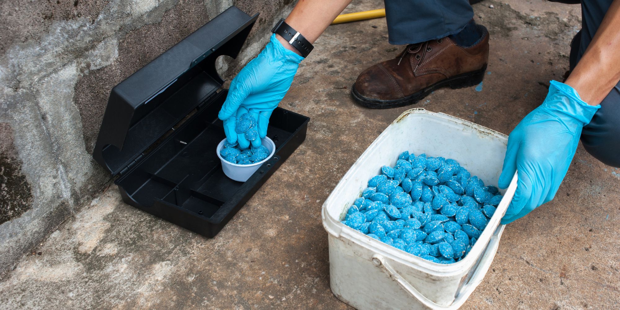 un professionnel en train d'insérer un appât dans un boîtier, pour illustrer ce qu'est une dératisation professionnelle et induire l'idée de la durée du traitement, le temps que le poison agisse. 