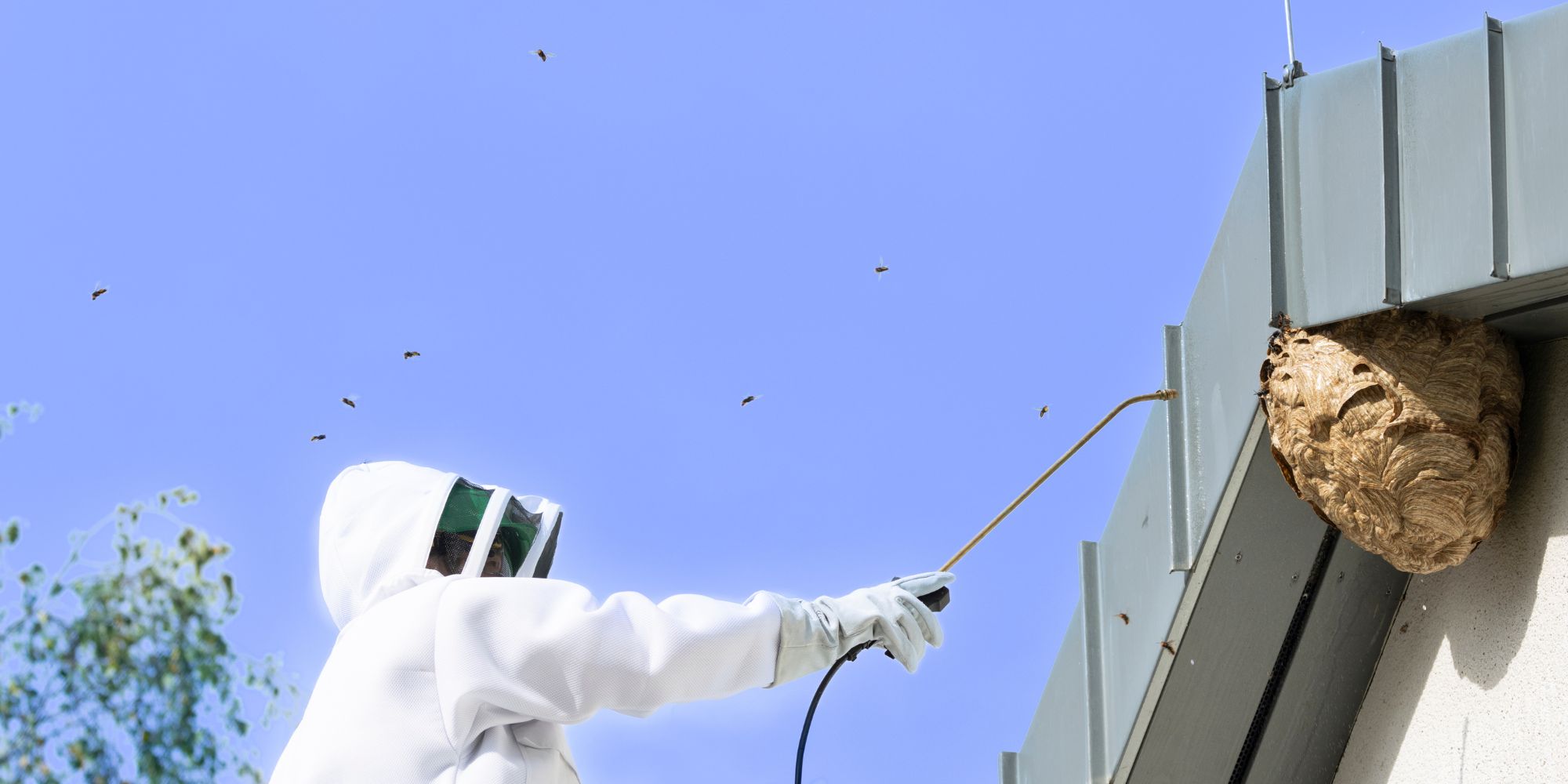 Professionnel en combinaison : destruction en cours d'un nid de frelons sous le faîtage d'un toit, pour illustrer le prix de cette intervention