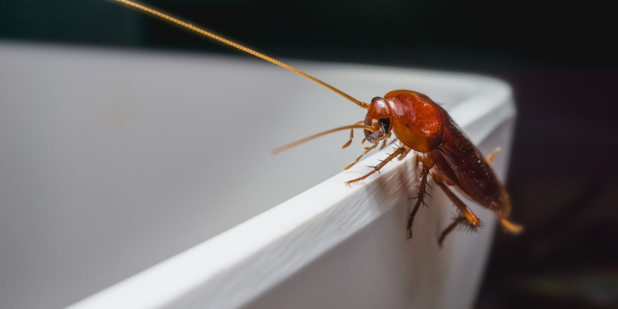 Les moyens naturels d'éloigner les cafards