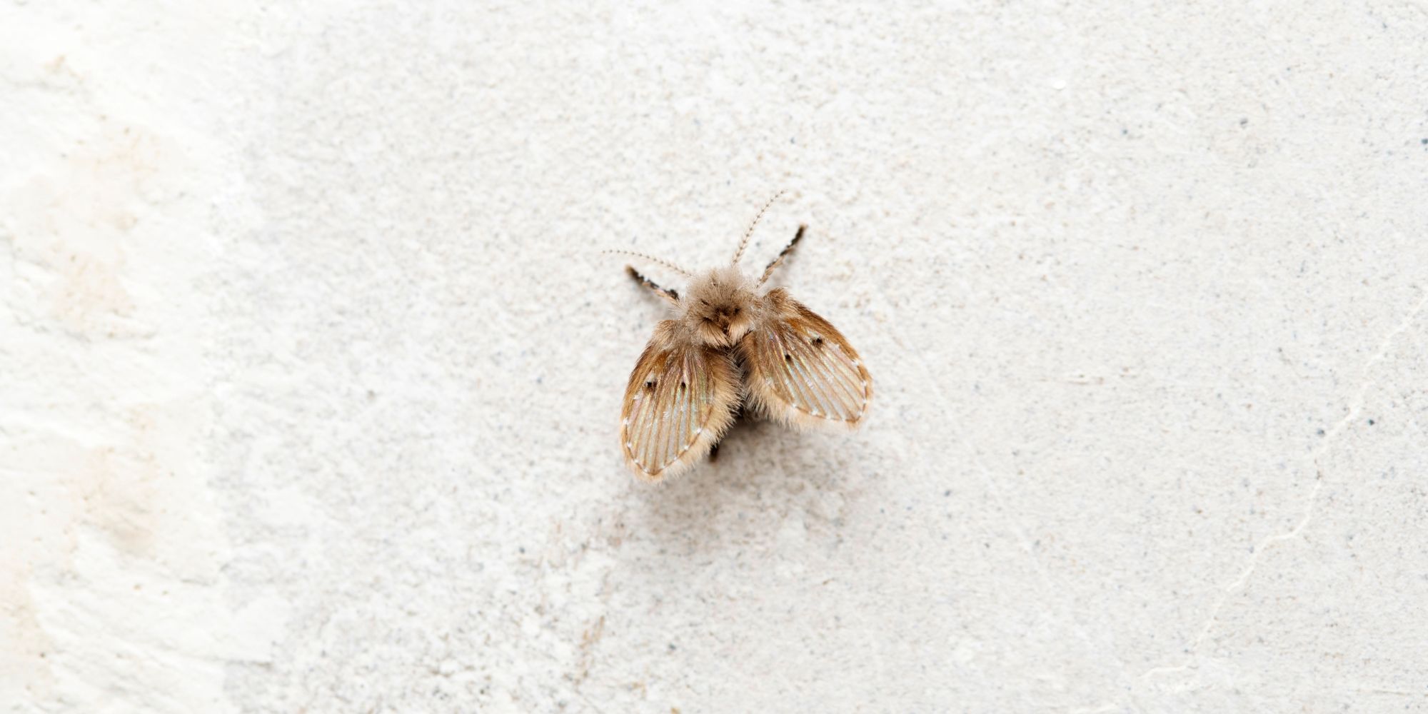 Se débarrasser des mouches et moucherons