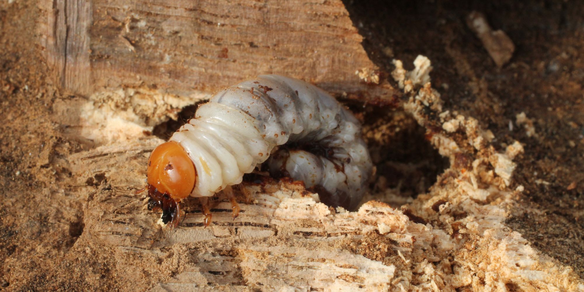 Reconnaître les insectes xylophages