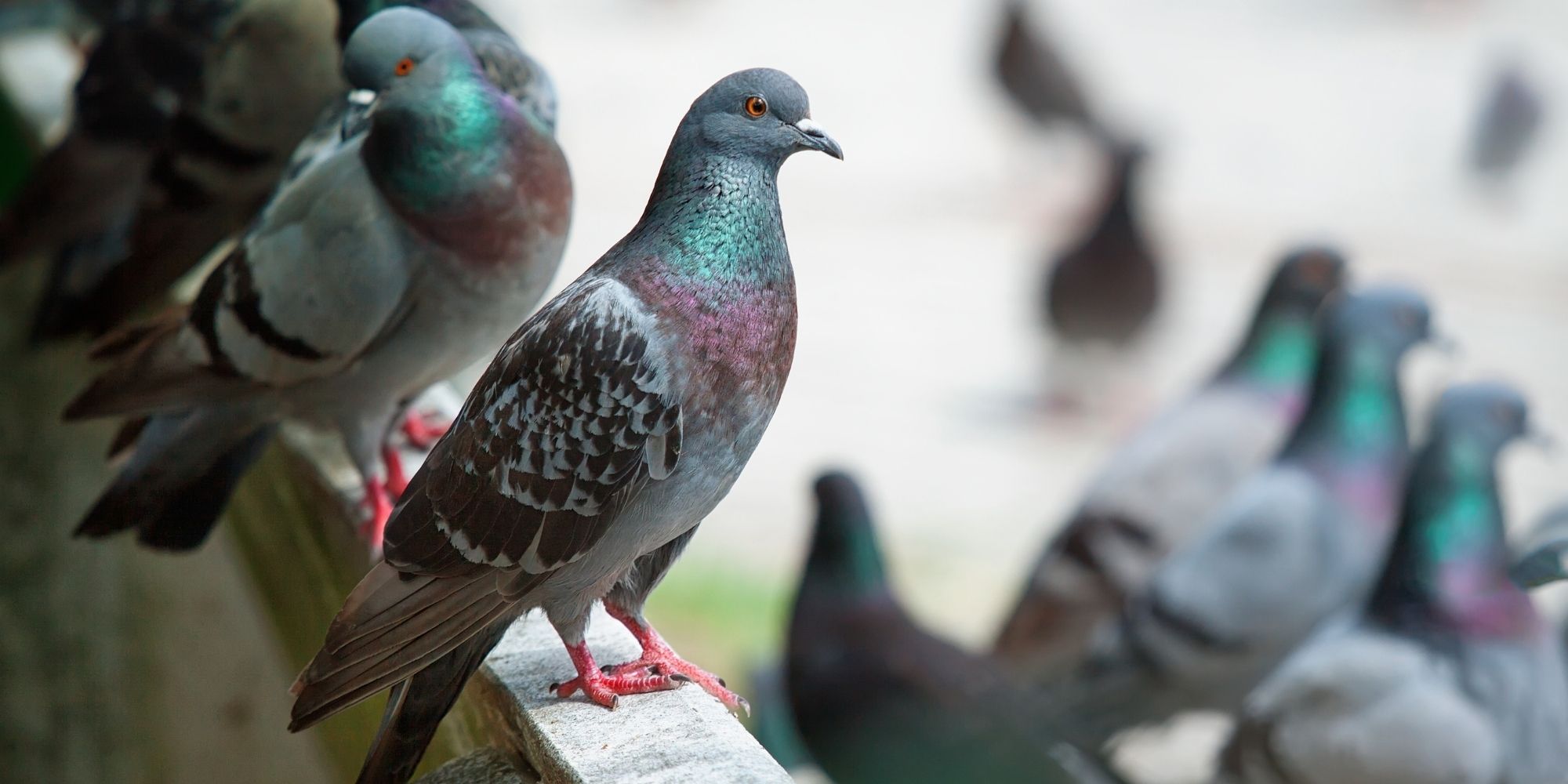 Faire fuir les pigeons : 14 astuces inoffensives pour les chasser d'un toit  ou d'un balcon