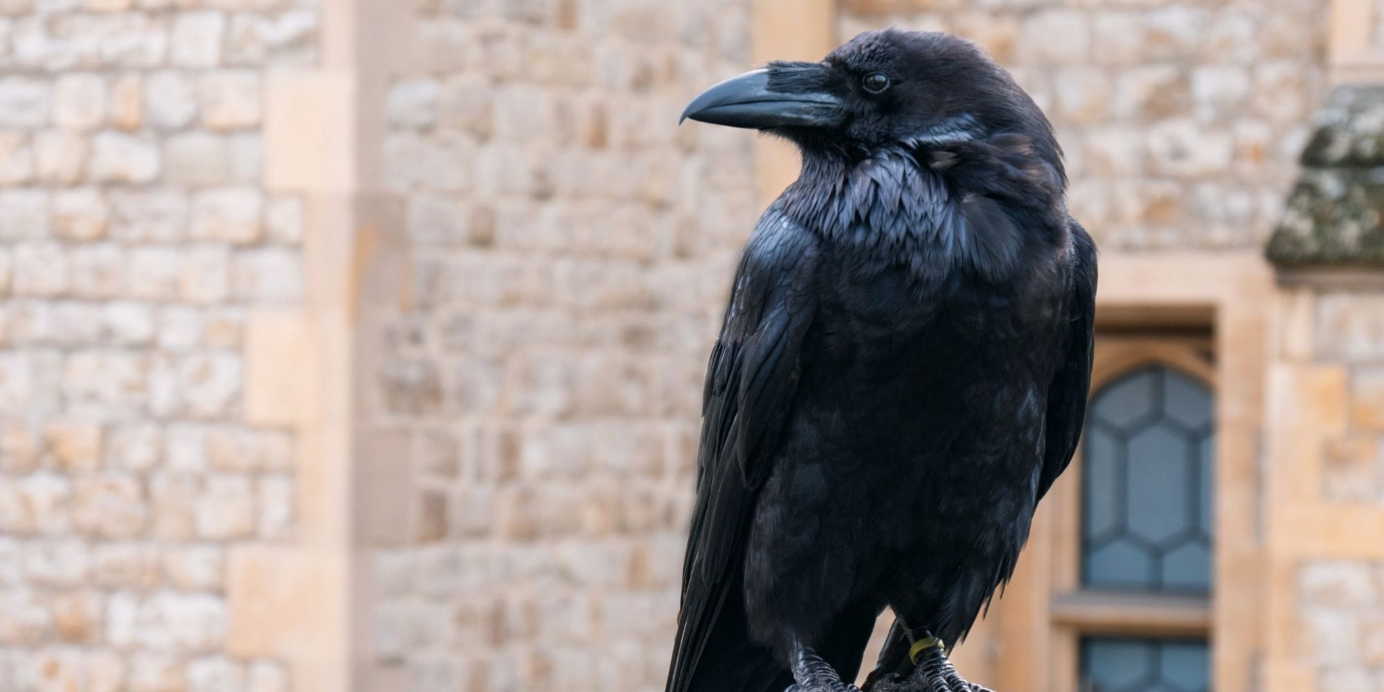 Corbeau en plastique anti pigeons