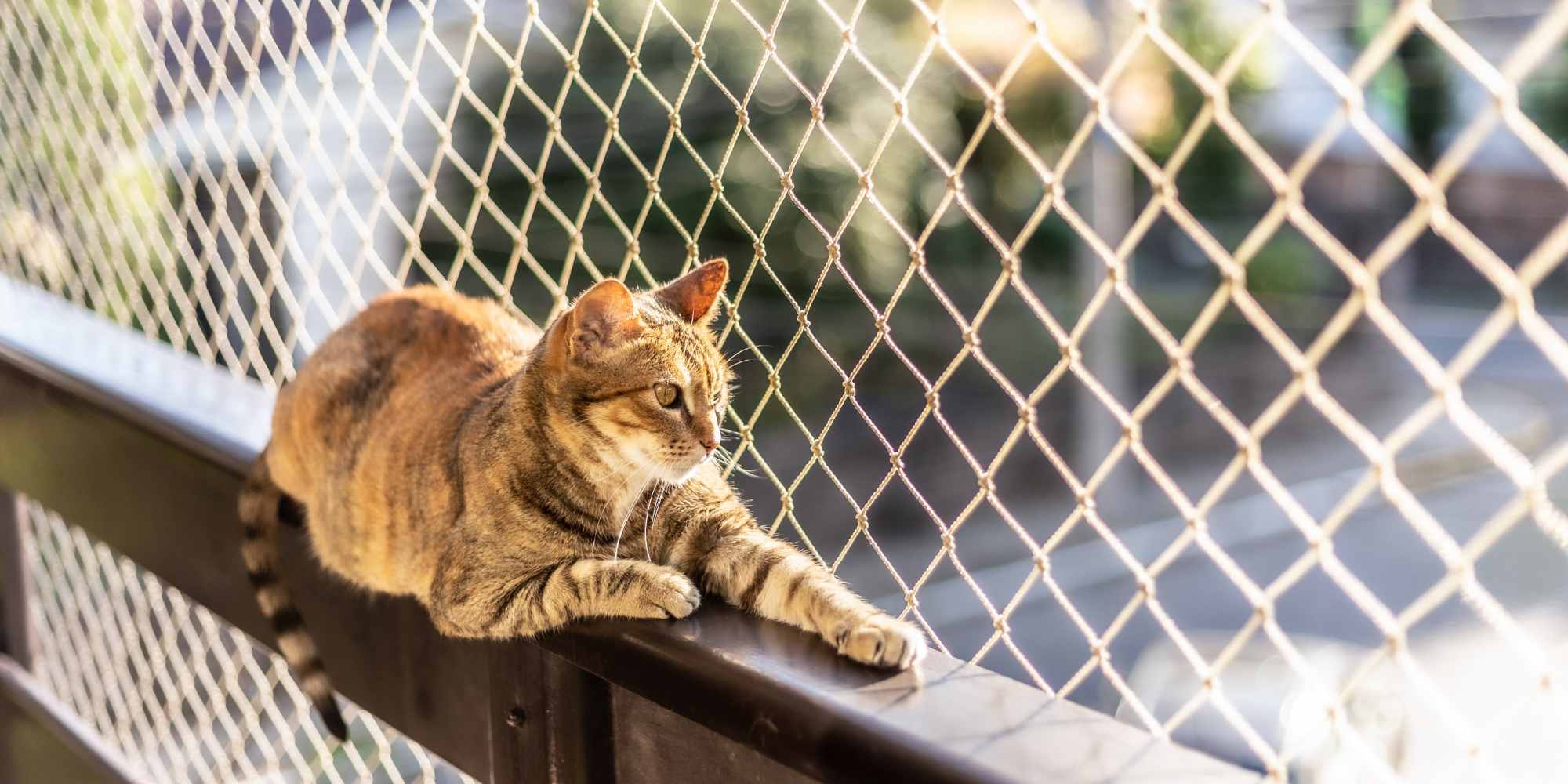 Fixer un filet de protection pour chat sur le balcon sans percer 