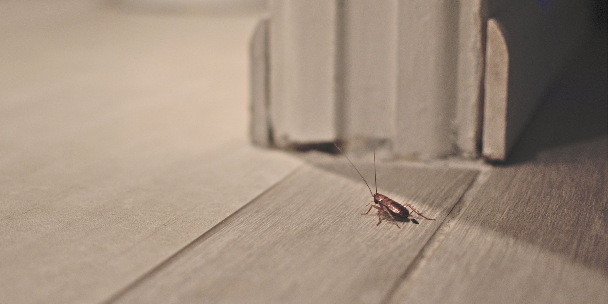 un cafard seul à côté d'une plinthe dans un logement
