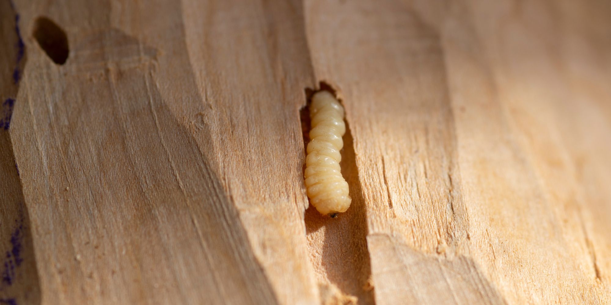 Comment se débarrasser des vrillettes, insecte xylophage ?