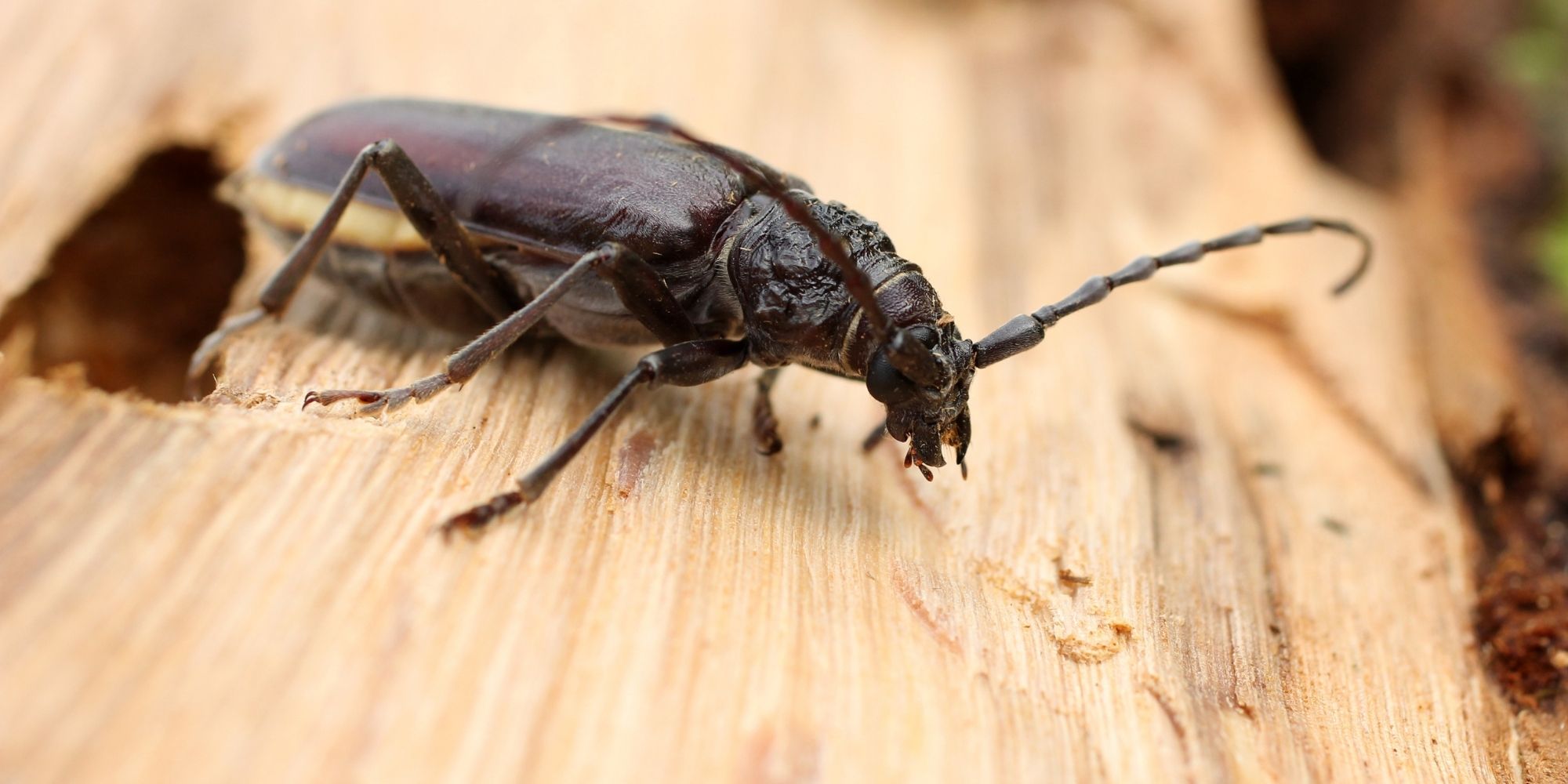 Comment se débarrasser des vrillettes, insecte xylophage ?