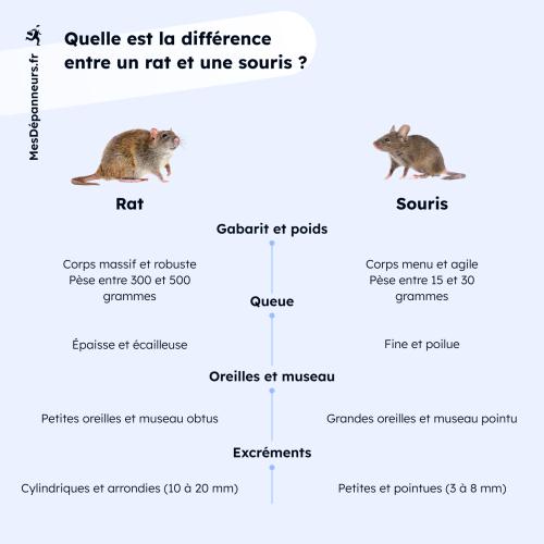 Infographie présentant les principales différences entre rat et souris