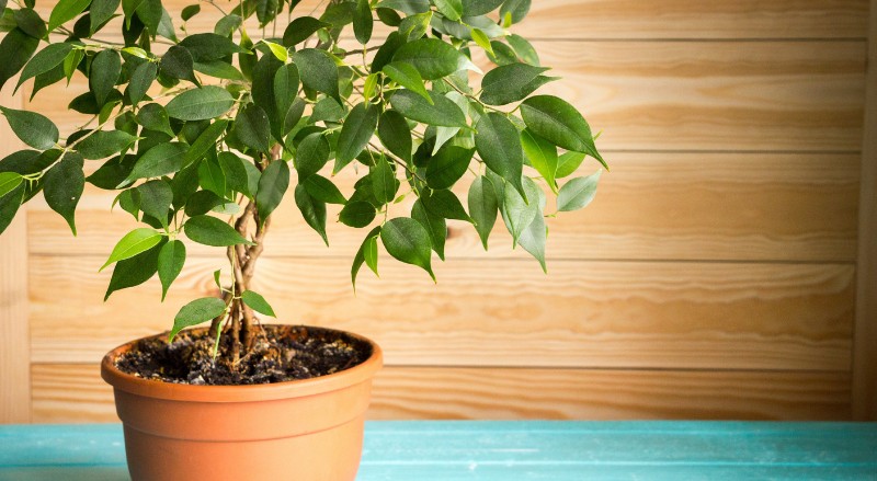 ficus
