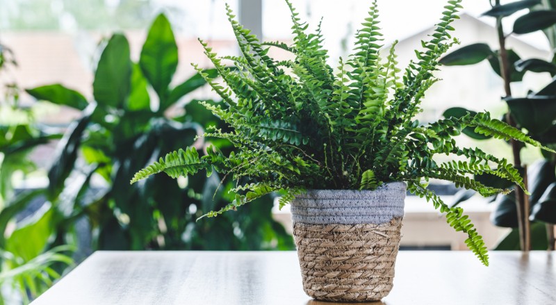 Osez les plantes carnivores pour votre intérieur !