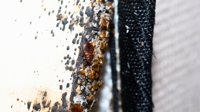 Accumulation d’insectes, d’œufs et de taches noires sur le bois du lit - une photo qui montre exactement à quoi ressemble un nid de punaises de lit