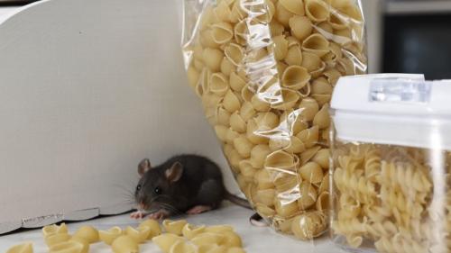 souris dans une cuisine attirée par des pâtes — nourriture qu'il faut rendre inaccessible afin d'attraper une souris efficacement
