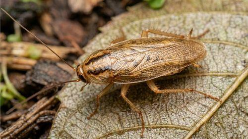 photographie d'un cafard de jardin