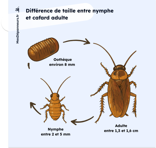 infographie présentant la taille d'un cafard à différents stades de sa vie