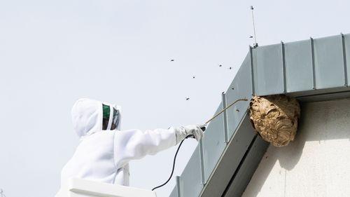 Un professionnel équipé en train de détruire un nid de frelons niché sous le faîtage d'un toit