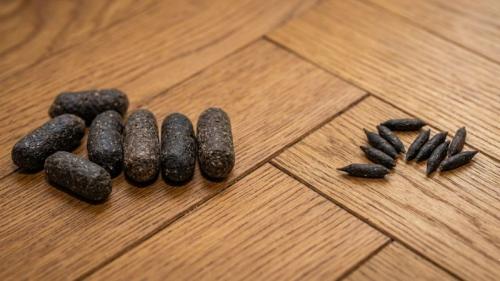 Différence entre des crottes de rat et des crottes de souris