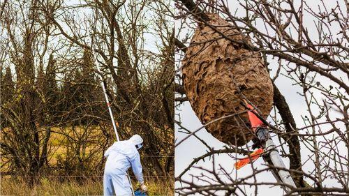 professionnel en train de traiter un nid par injection et perche télescopique, un arsenal justifiant le prix pour enlever un nid de frelon