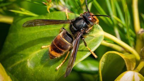 photo d'un frelon asiatique