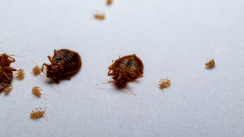 photo avec plusieurs larves de punaise de lit et des adultes