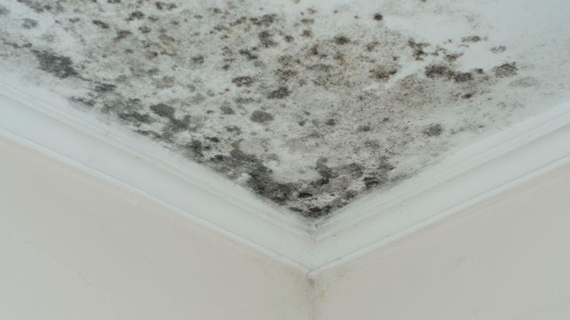 Moisissures sur un plafond suite à une fuite de toiture