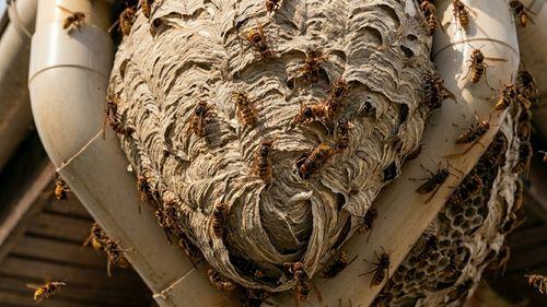 Nid de frelons entre deux évacuations de gouttière