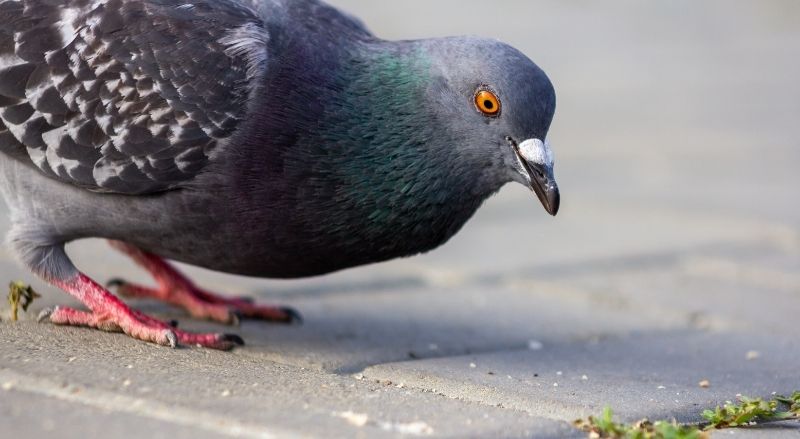 Faire fuir les oiseaux d'un balcon 