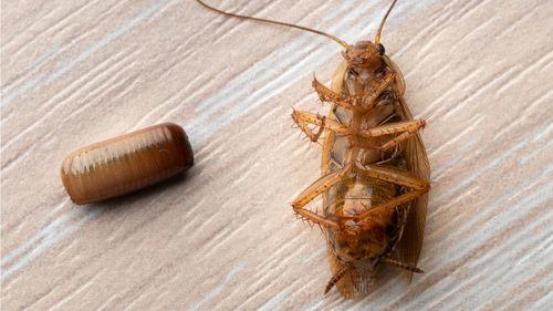 cafard adulte et une oothéque, une capsule contenant les oeufs de cafard