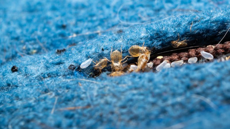 Photo macro d’un tissu infesté avec des œufs de punaise de lit, des nymphes et des mues visibles dans les coutures