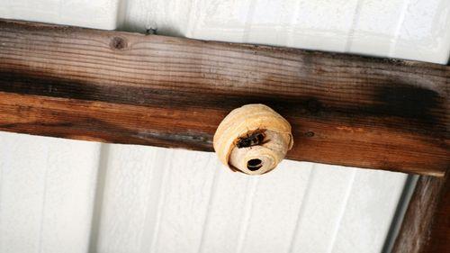 Photo d'un nid primaire de frelon accrochée à une poutre en intérieur