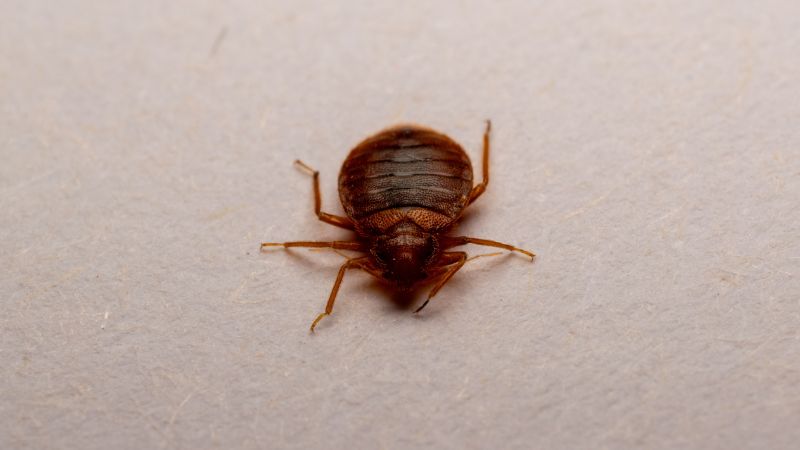 photo réelle macro d'une punaise de lit adulte