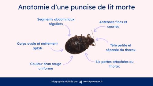 infographie montrant une photo de punaise de lit morte et ses caractéristiques pour bien la reconnaitre par rapport à d'autres insectes