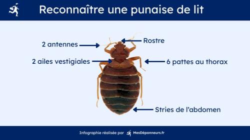 Infographie avec photo de punaise de lit annotée de ses caractéristiques anatomiques