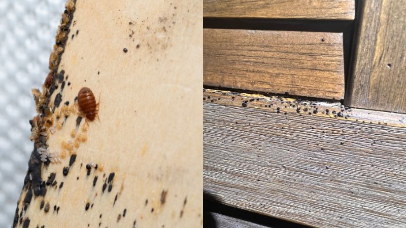 photos crottes punaises de lit sur bois brut et bois verni, différences d’aspect selon la surface