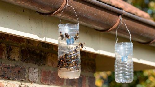 Piège à frelons installé sur une gouttière