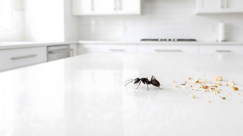 foumi et miettes de pain sur un plan de travail, les résidus alimentaires expliquent pourquoi les fourmis rentrent à l'intérieur d'une maison