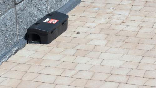 station d’appâtage pour rongeurs placée contre un mur et contenant du produit pour tuer les souris rapidement