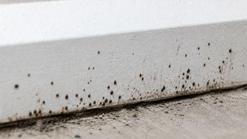 Traces de cafards sur une plinthe d'appartement en location — déjections à photographier pour constituer un dossier de signalement