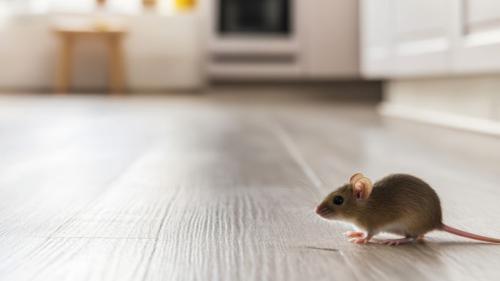 souris dans une cuisine d'appartement