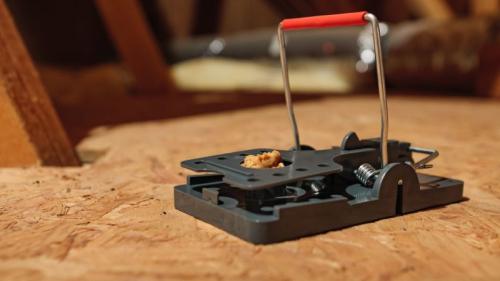 piège tapette à souris avec appât — méthode pour tuer une souris rapidement